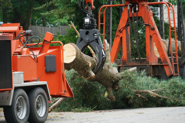 Reliable Casa Grande, AZ Tree Care Services Solutions